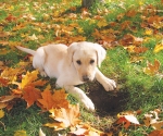 Puppies