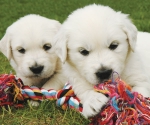 Puppies