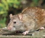 Small Animals