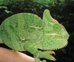 Reptiles