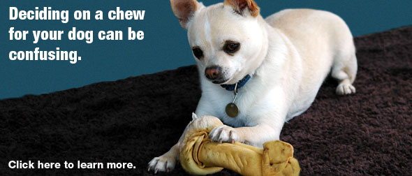 Choosing the Perfect Chew