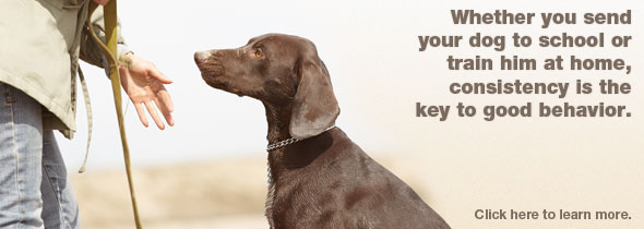 Dog Training Basics