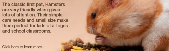 Hamsters, the Classic First Pet