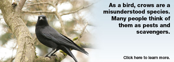 What about the Crows?