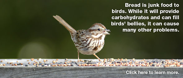 october 2011 wild bird newsletter october 2011 wild bird newsletter