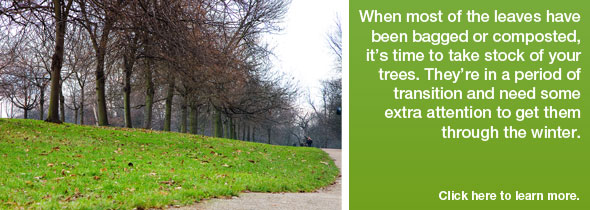 Caring for your trees this Fall