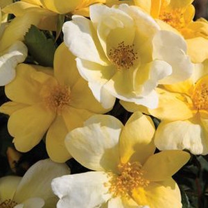 Brock's 2013 Plant List