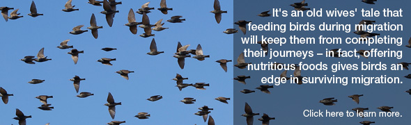 Feeding birds in migration