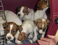 Jack Russels