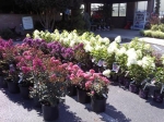 Flowering Shrubs & Trees