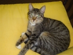 Gigi - Our Greeter