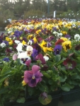Cool Weather Loving Pansies!