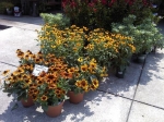 Perennials