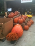 Pumpkin Time! Large & Super Large!