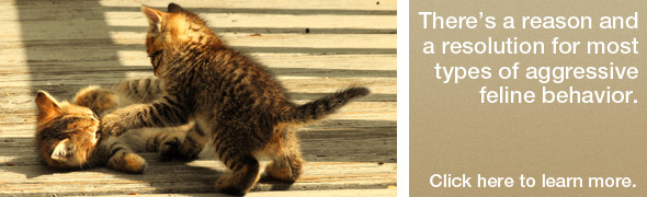 Putting the Brakes on Feline Aggresive Behavior