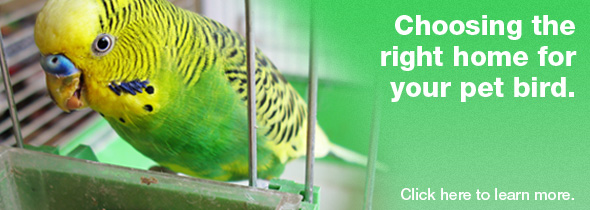 Chosing the Right Home for your Pet Bird