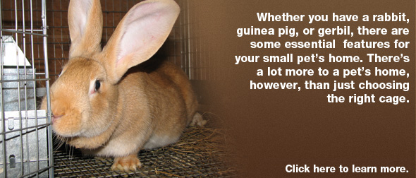 Perfecting your small pet's home