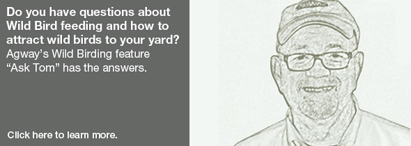 Do you have questions about wild birding?