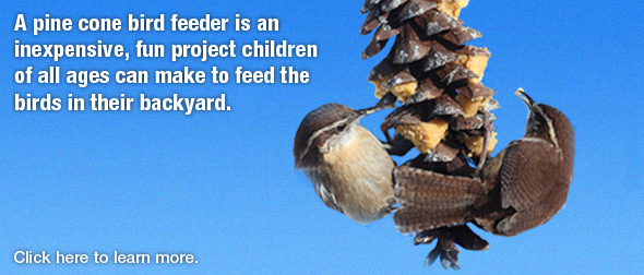 Make a Pine Cone Bird Feeder