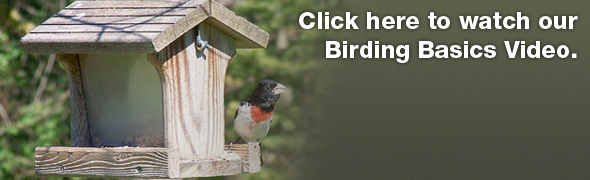Birding Basics