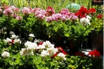 Nursery