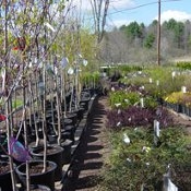 Nursery