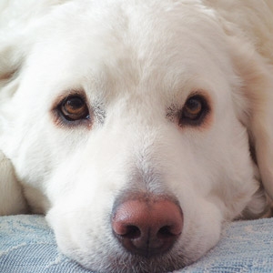 Dogs Deserve Better Adoption Event