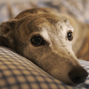 Greyhound Pets of America