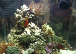 900 Gal. Aquarium