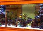 Client Tank