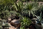 Cacti & Succulents