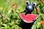 This Ant is Welcome at Any Picnic!
