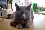 And a Garden Cat, Too!