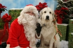 Pet Pictures With Santa