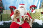 Pet Pictures With Santa