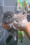Chinchilla
