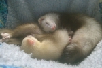 Ferrets