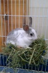 Rabbit