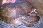 Turtles