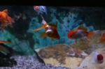 Freshwater Fish