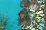 Freshwater Fish