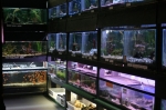 Freshwater Fish