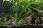 Freshwater Fish
