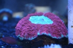 Saltwater Fish