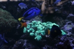 Saltwater Fish
