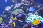Saltwater Fish