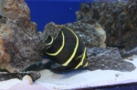 Saltwater Fish