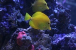 Saltwater Fish