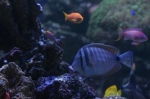 Saltwater Fish