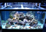 Saltwater Fish